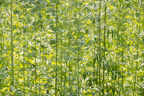 焦距:210mm　 光圈:f/7.1　 ISO感光度:320曝光时间:1/500s　 曝光补偿:0EV　 白平衡:手动