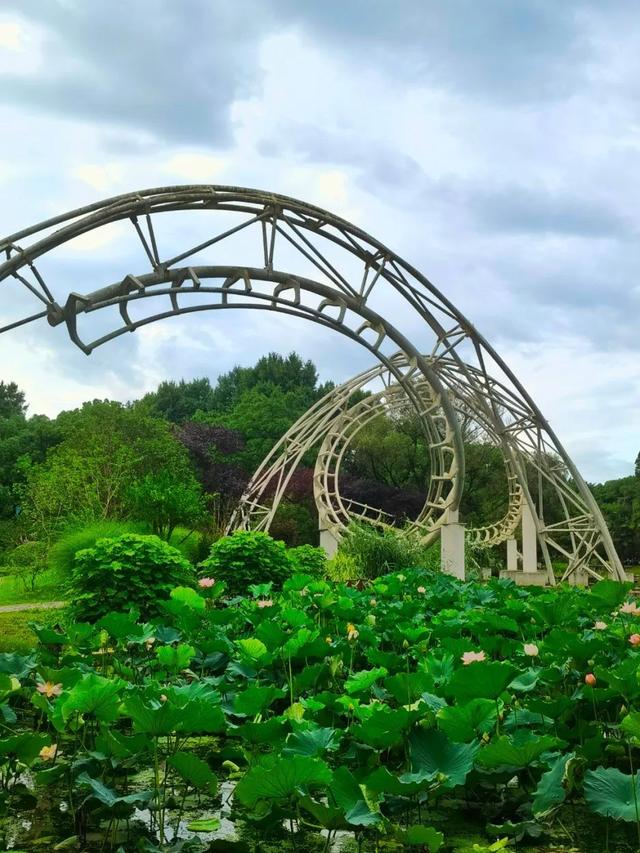 们有了更近距离接触荷花的机会,"误入藕花深处"从诗词中照进了现实