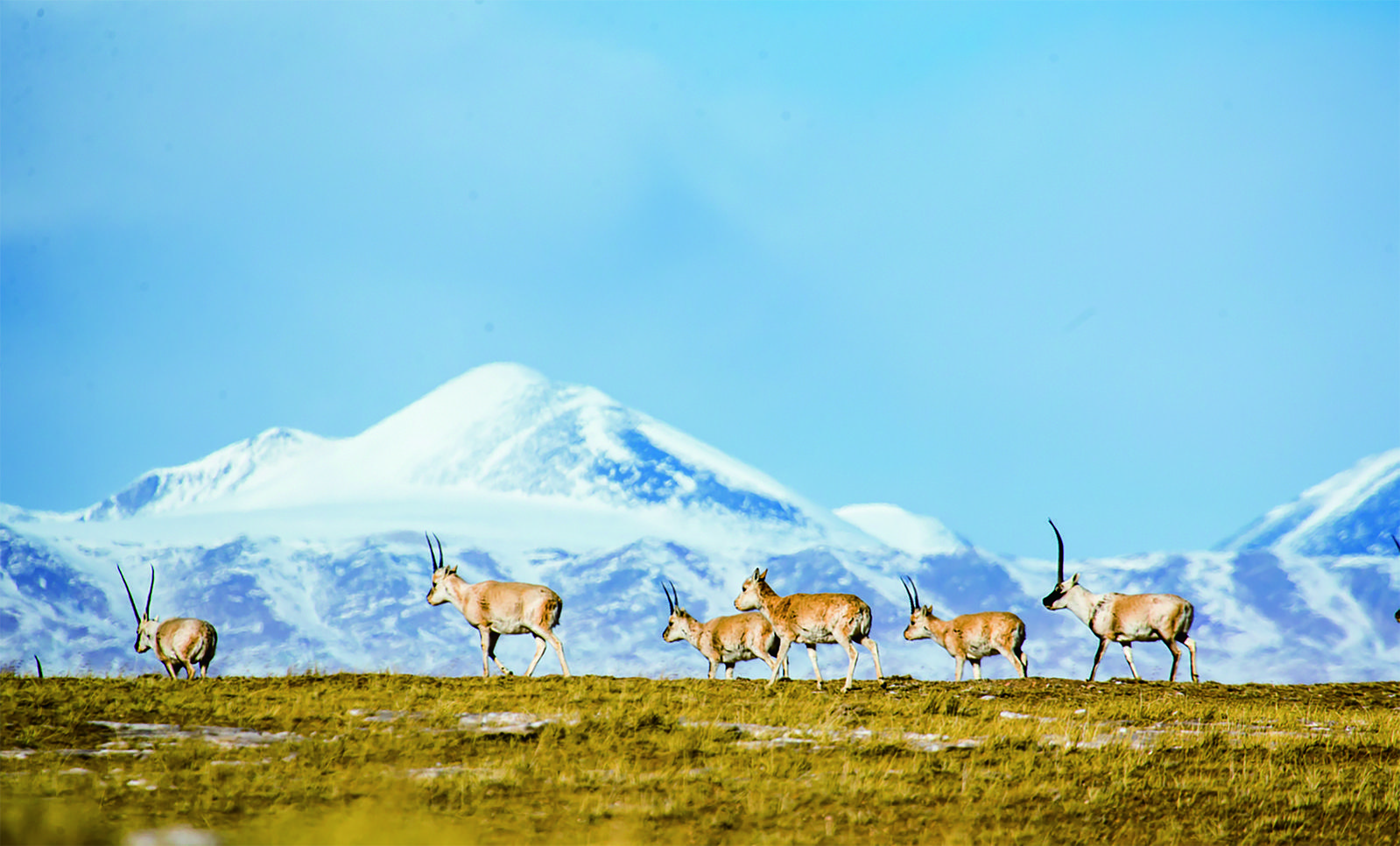 藏羚羊.三江源国家公园管理局供图