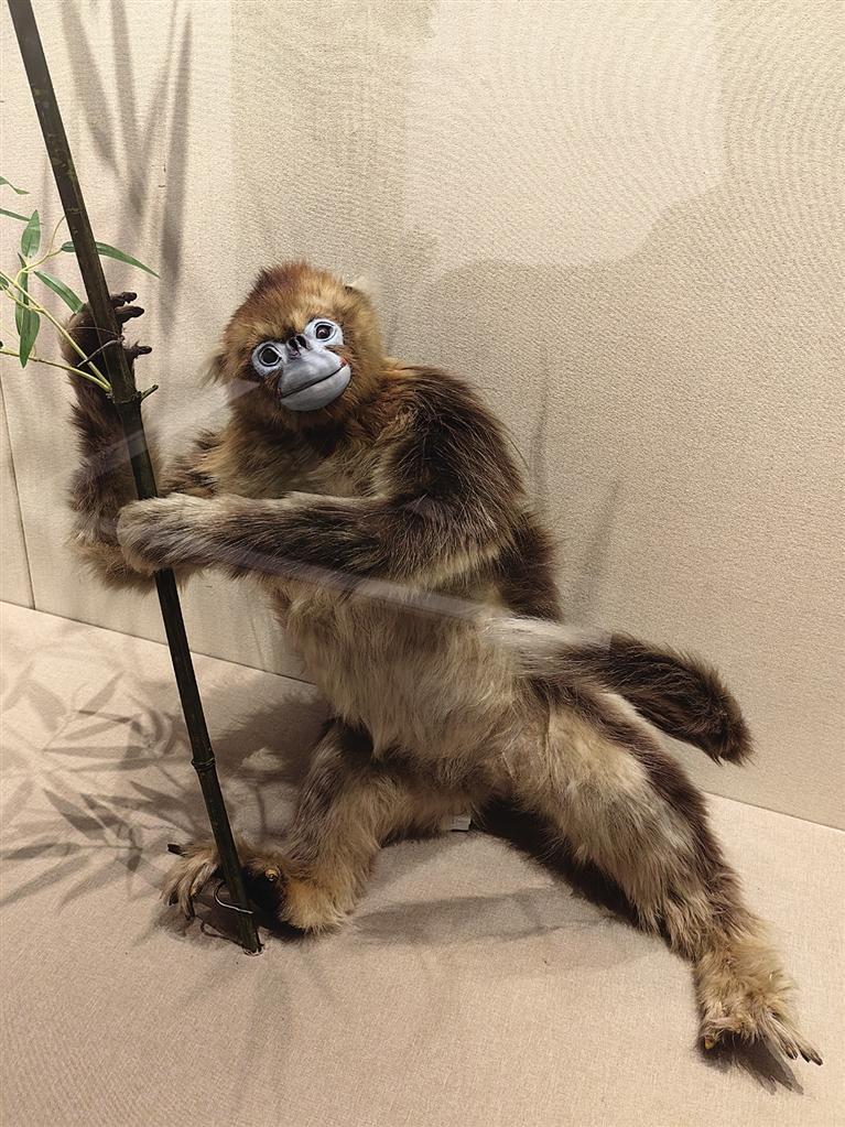 栩栩如生的金丝猴标本