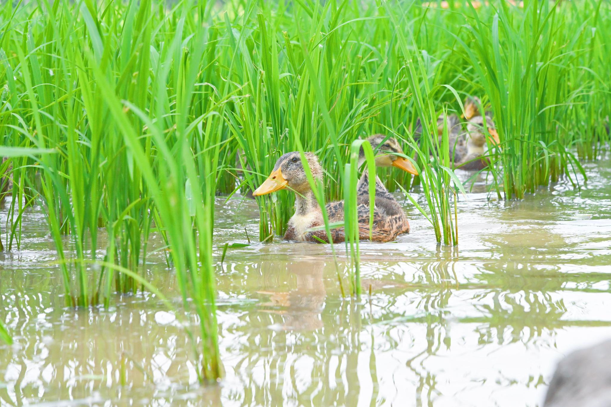 成群结队的麻鸭穿梭于稻田中