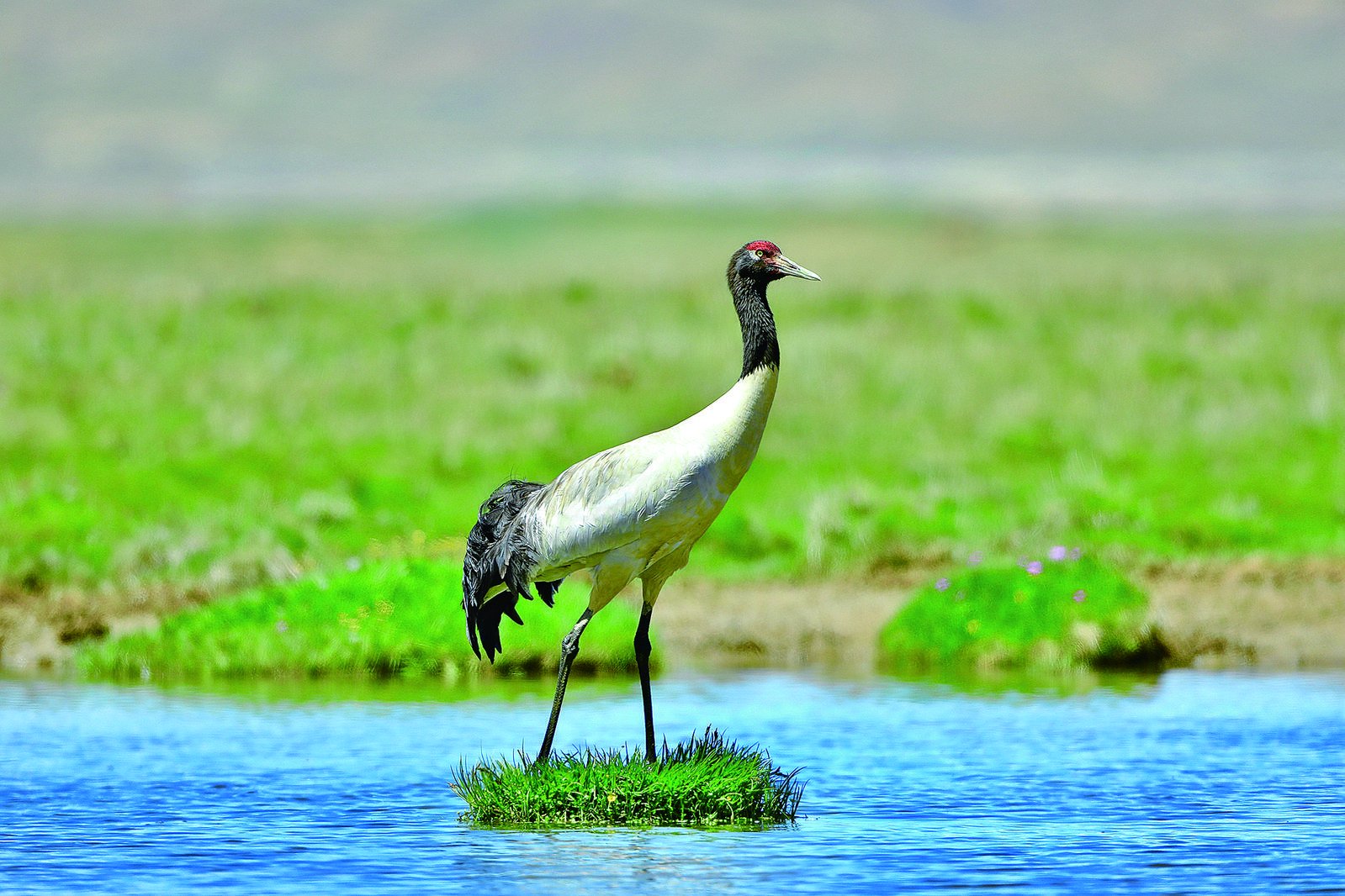 "执"生态之笔 绘满目青绿