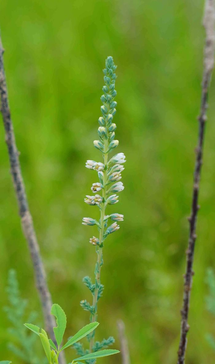 国家二级重点保护野生植物疏花水柏枝抗逆性生态试验成功