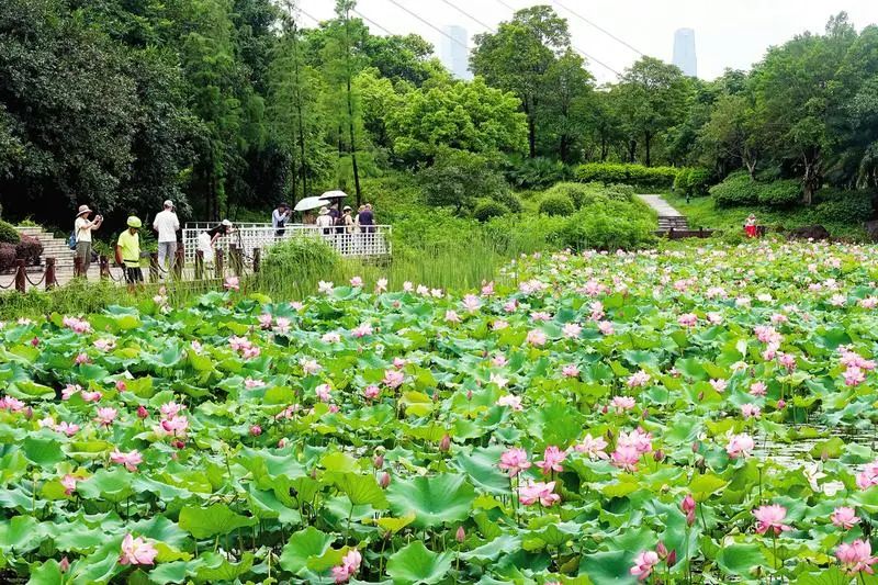 五象新区滨江公园里的荷花美不胜收,引得游客纷纷驻足欣赏与拍照.