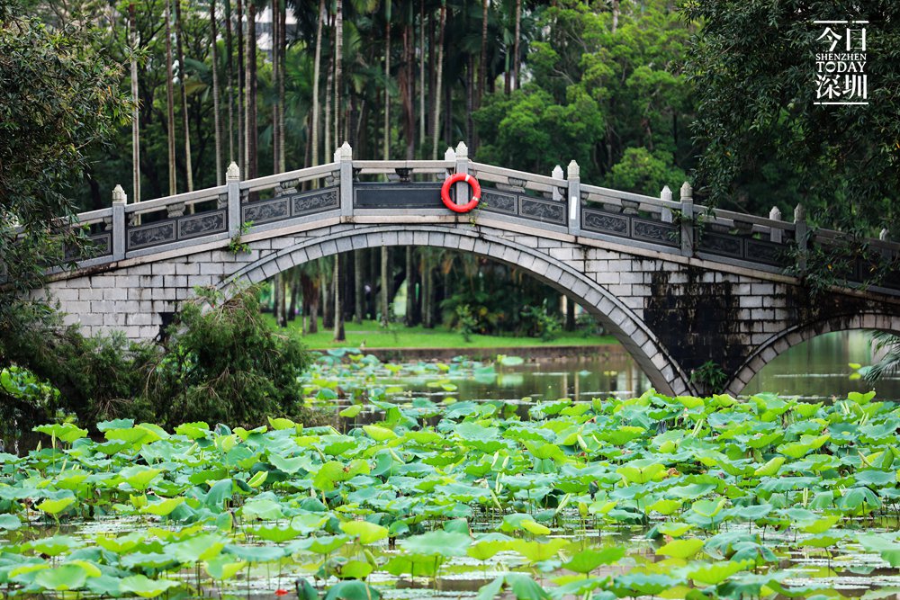 山海连城绿美深圳生态建设的意见,市政府印发了公园城市建设总体规划