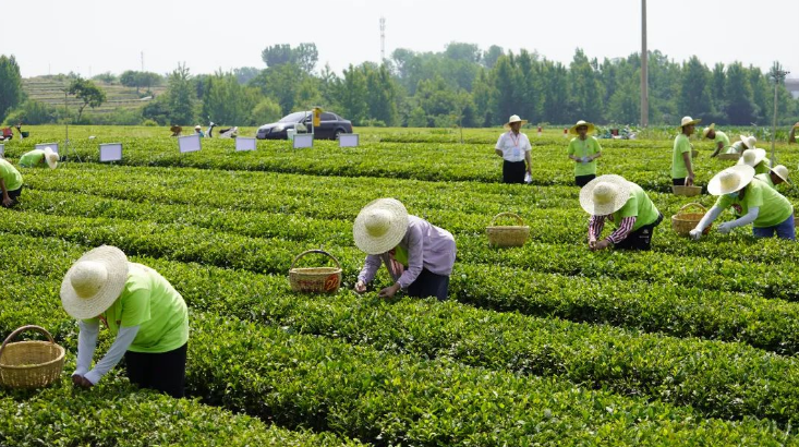 日照岚山农商银行创新金融服务纪实:金融活水"沏"出万亩茶香|追寻新质