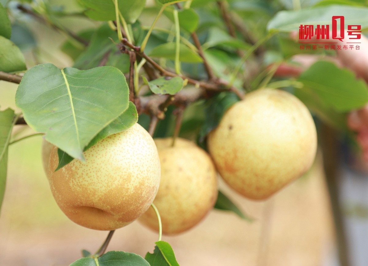 引进了桂梨1号,桂梨3号,金碧梨等20多个品种,正在进行试验示范种植