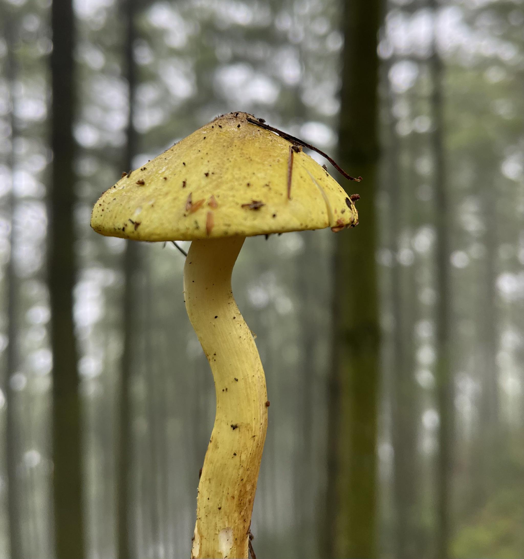 云南楚雄出台办法规范野生菌采集:大力推广承包经营,禁用锄头等大型