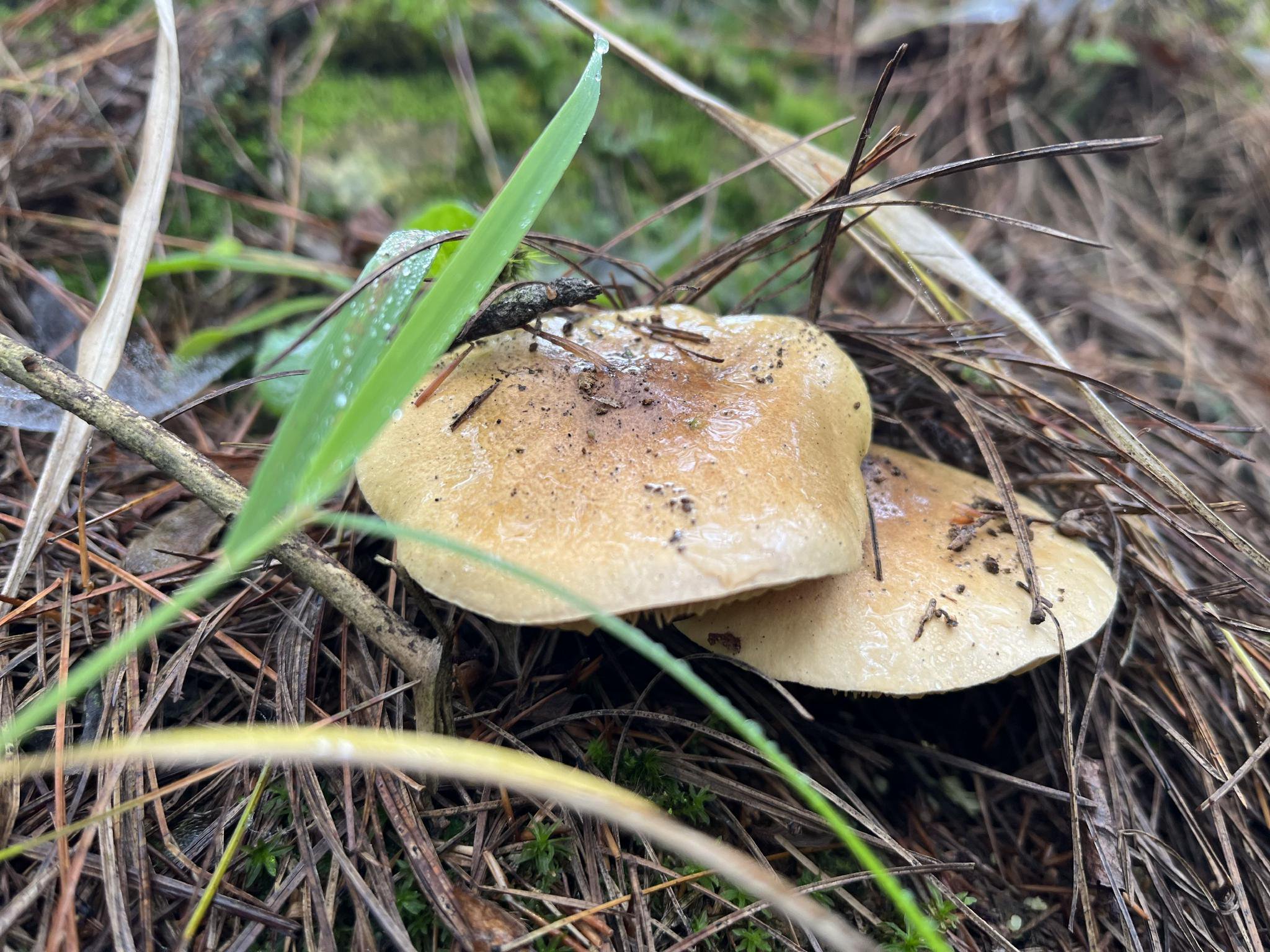 云南楚雄出台办法规范野生菌采集:大力推广承包经营,禁用锄头等大型