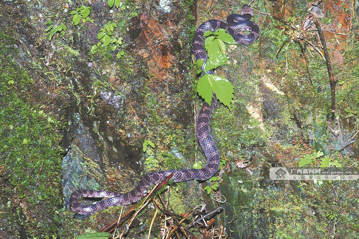 花坪白环蛇首现九万山保护区