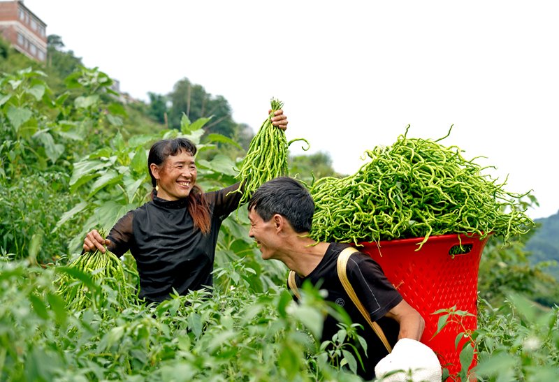 2024年7月10日,贵州省毕节市纳雍县沙包镇