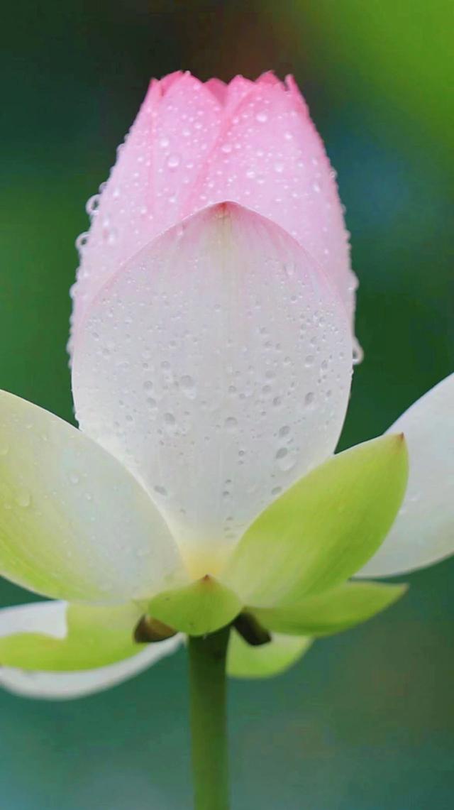 美!你的泮池"夏雨荷"已上线