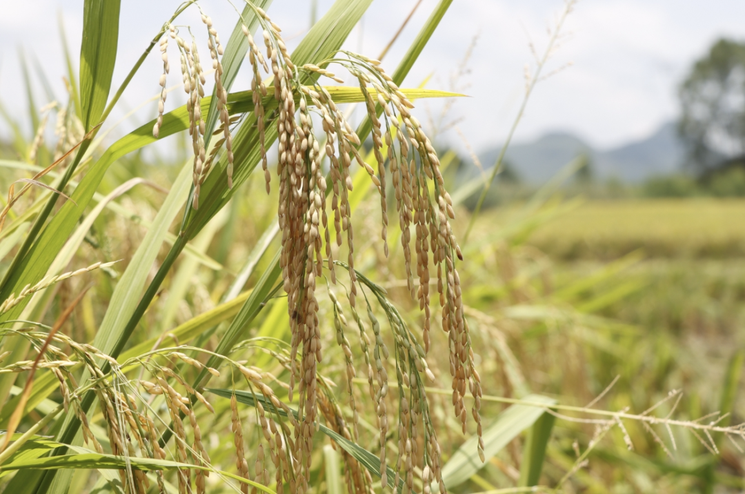 全程机械化示范基地,百亩长势良好的早稻已成熟,沉甸甸的稻穗随风摇摆