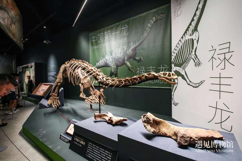 遇见博物馆·北京798馆供图本次展览由来自中国科学院古脊椎动物与古