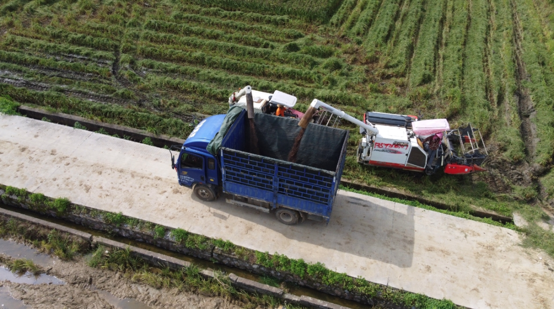 收割机将脱粒后的稻谷送入运粮车.
