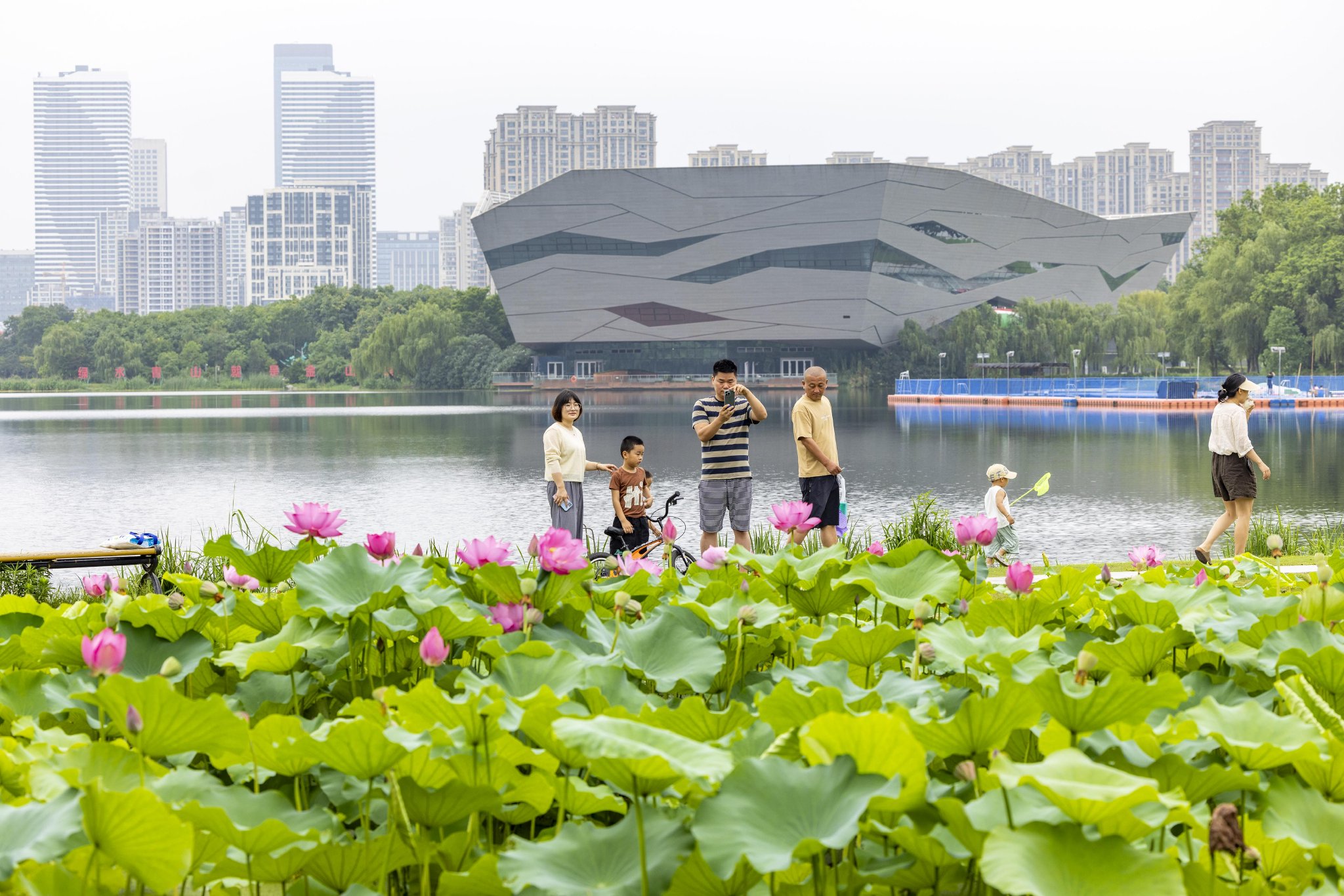 7月14日,人们在江苏省泰州市天德湖公园荷花池赏荷游玩.