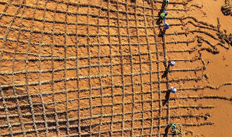 治沙工人在宁夏中卫市境内的腾格里沙漠铺设刷状网绳式草方格沙障