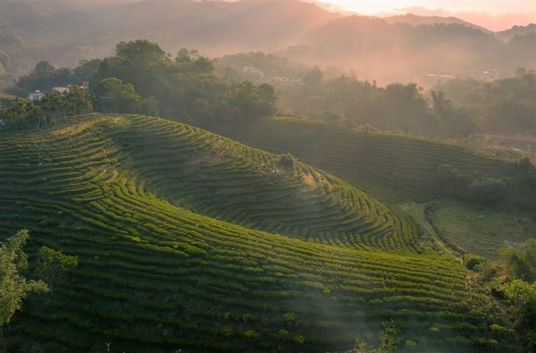 奔赴海南五指山云霭深处,寻觅舌尖上的清凉