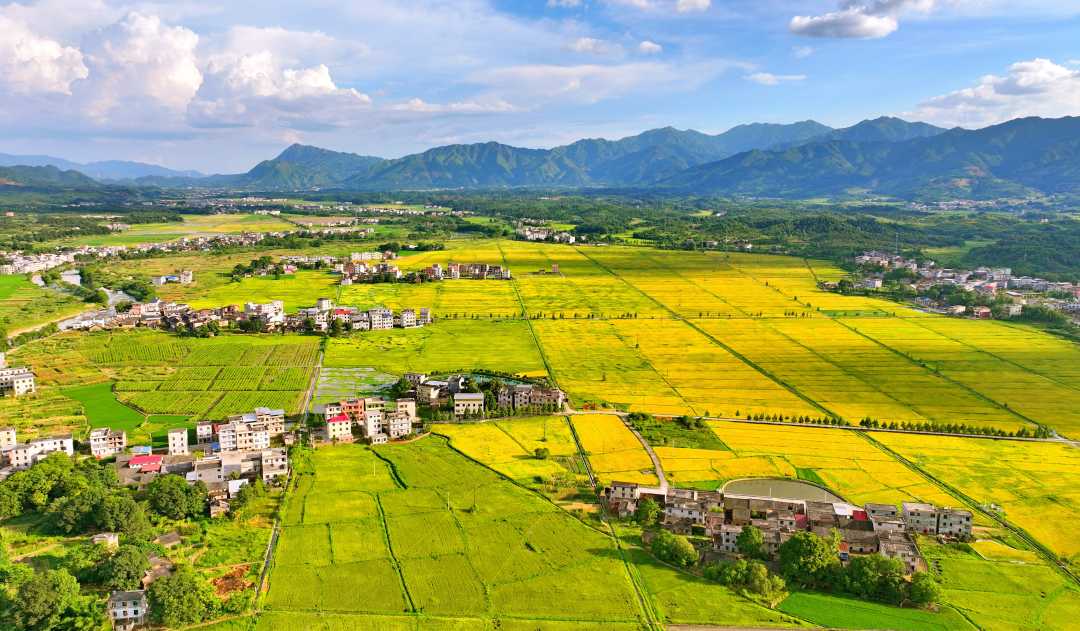 湖南常宁:金色稻田 丰收在望