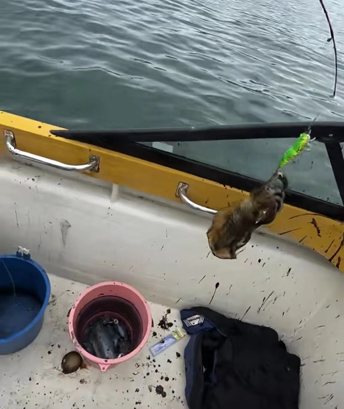 在深圳看到疑似"极光"?网友:有没有可能是在钓鱿鱼