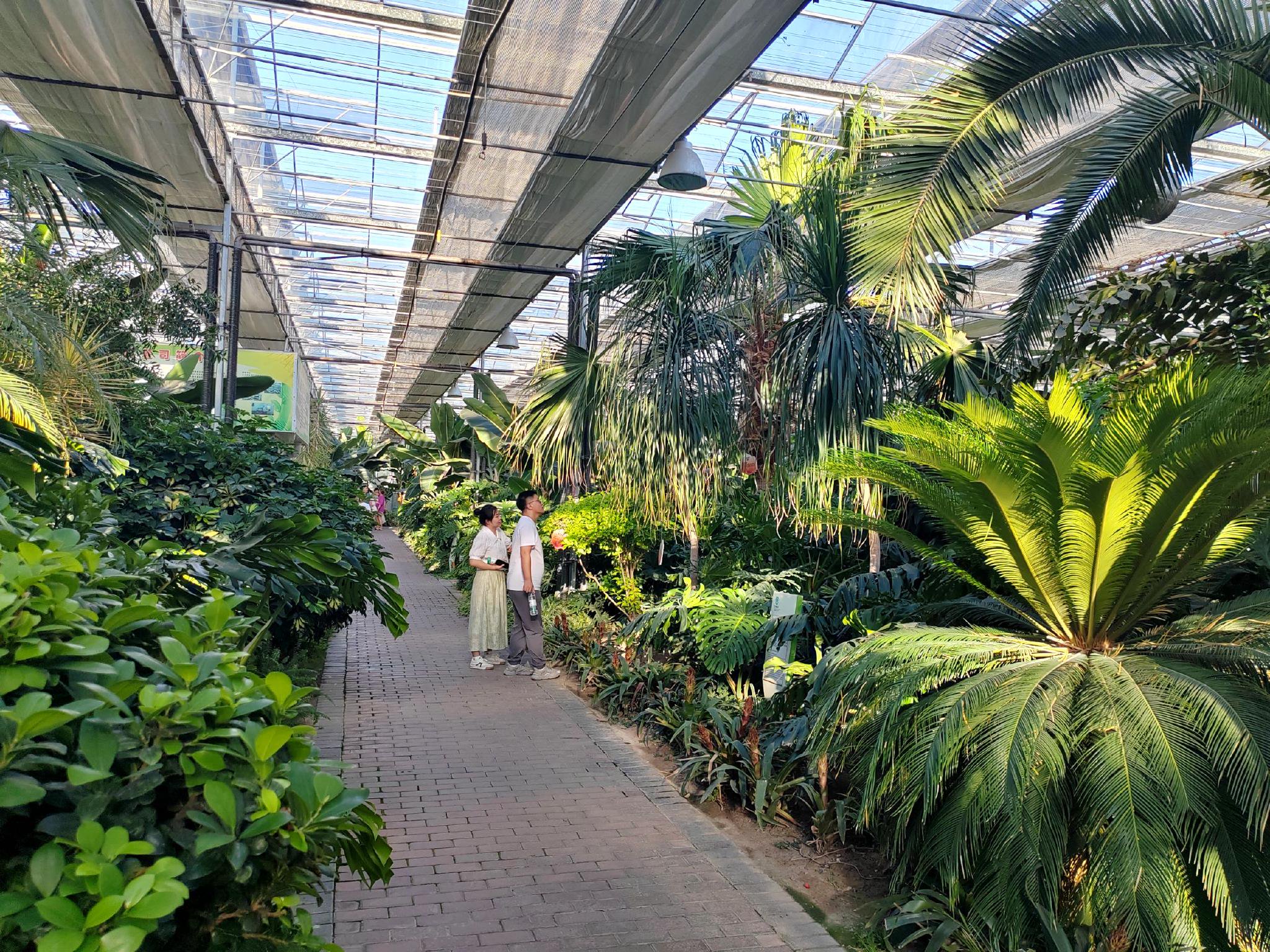 读图丨走进农博园观热带植物