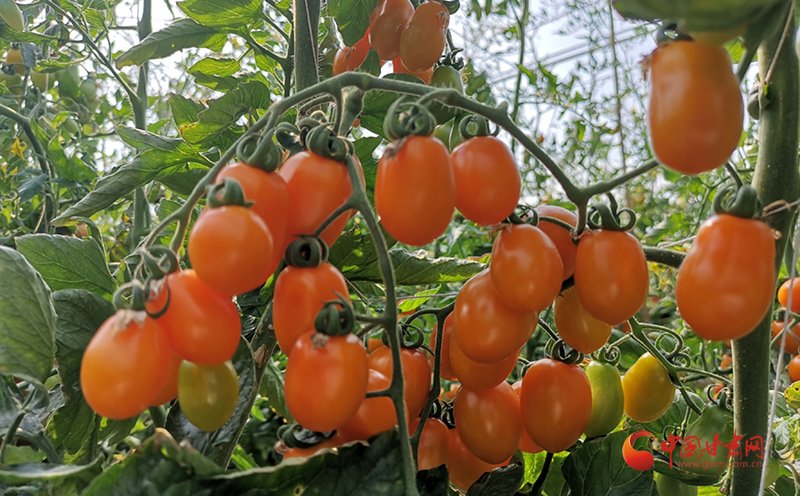 华亭:"甜美"圣女果 "映红"致富路