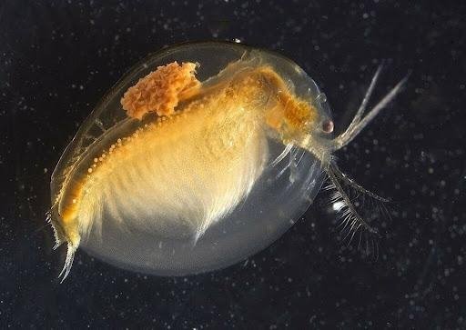现存的介形虫，就像一只包裹在两瓣甲壳中的虾，它们数量众多的甲壳是地层中的重要化石。