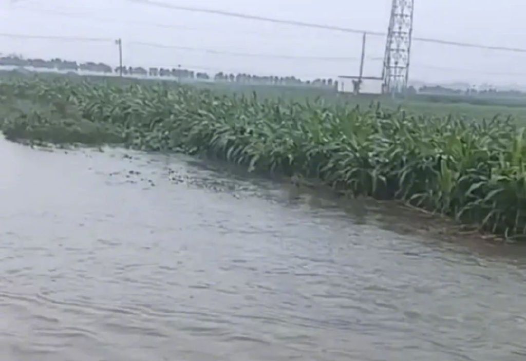 大旱后暴雨,河南农户浇水抢回来的庄稼又淹了