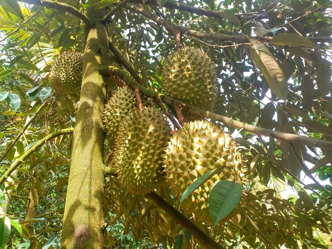海南保亭黎族苗族自治县种植的榴莲树挂果.受访者供图