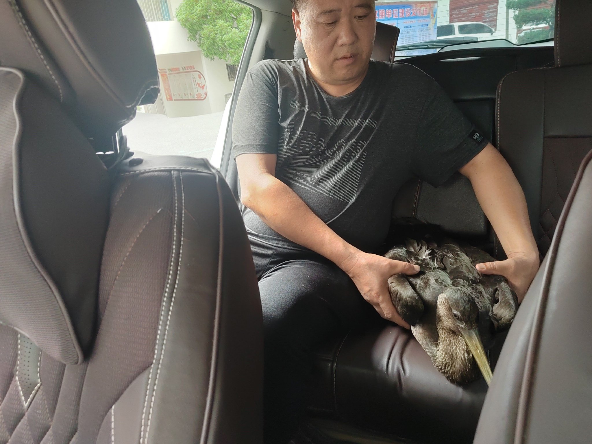 国家一级野生保护动物黑鹳 救助接力在行动