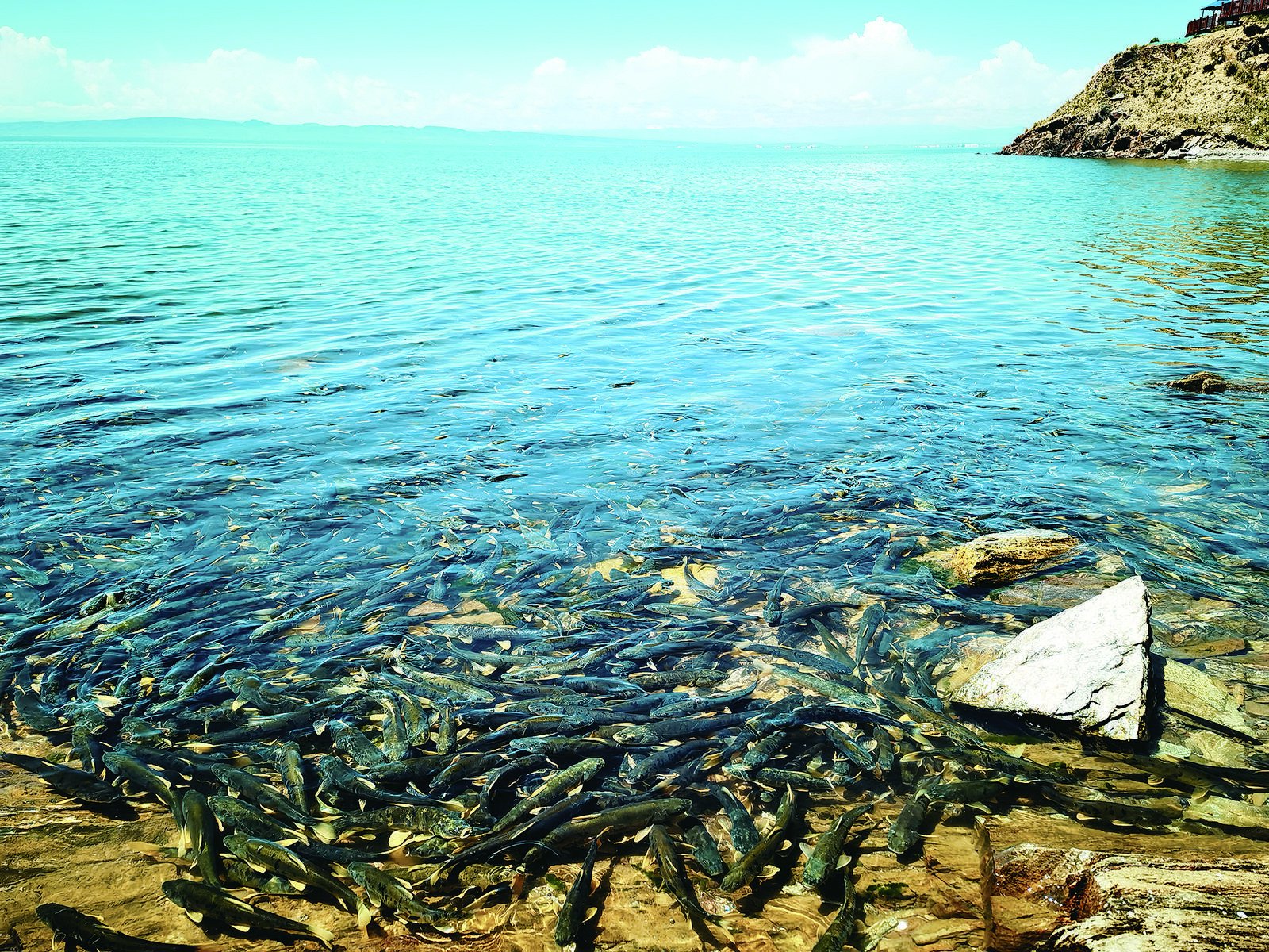 圣泉湾生态体验区湖边遨游的青海湖裸鲤
