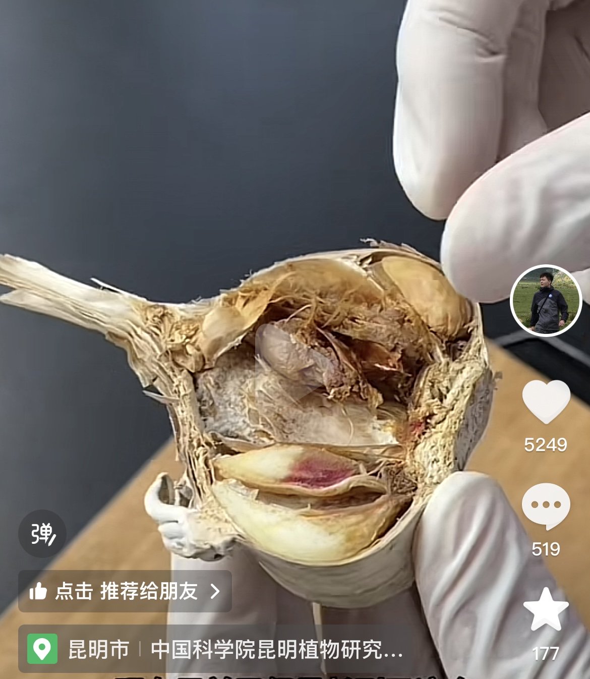 蘑菇也开始装蒜了？继“果菌王”之后中国科学院昆明植物研究所又收到了“蒜什蘑”_新浪新闻