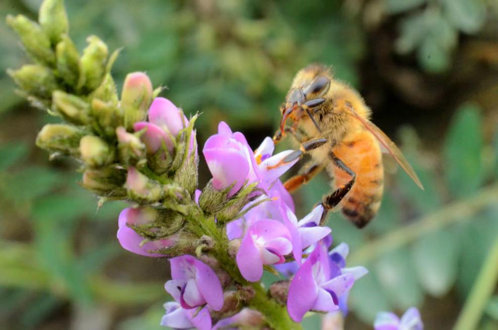 以高原青山为背景板,小蜜蜂们在五彩缤纷的花丛间上下飞舞,宛如一只只