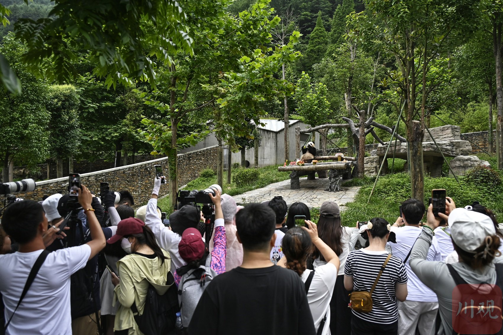 大熊猫生日会吸引了众多游客的目光。