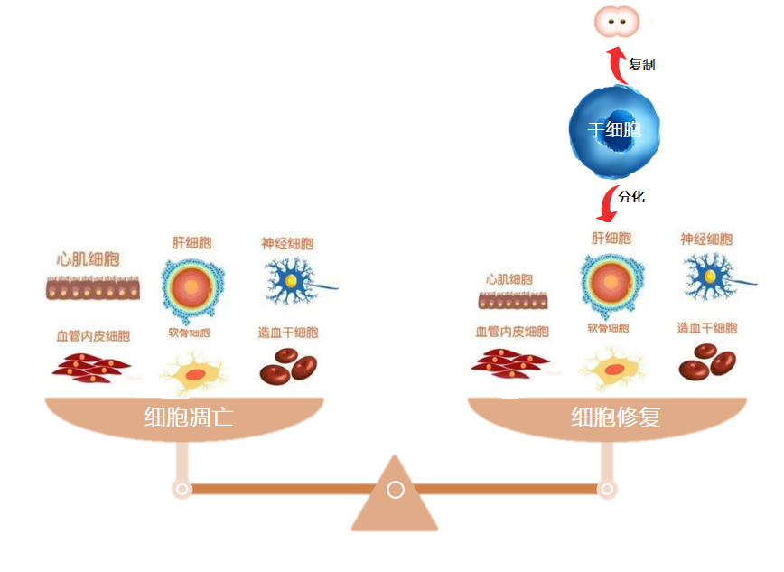 肖惠敏说抗衰老干细胞面部抗衰可以重来的青春