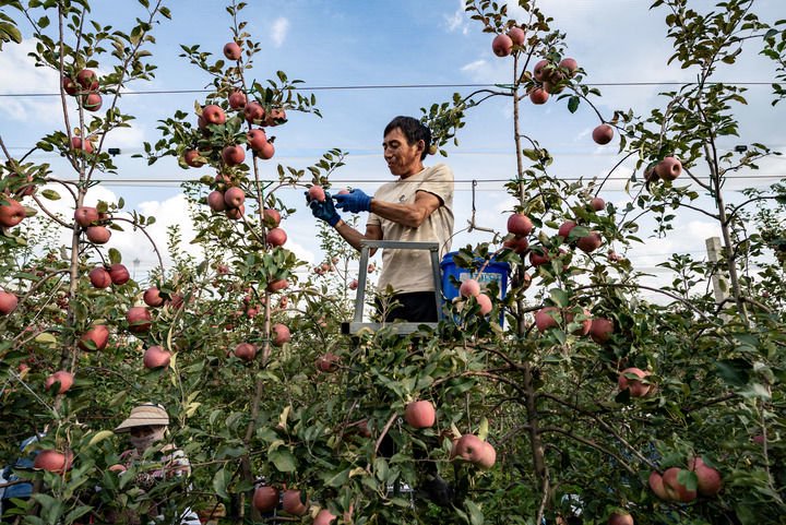 果农在云南省昭通市一处苹果基地采摘苹果(2023年10月30日摄).