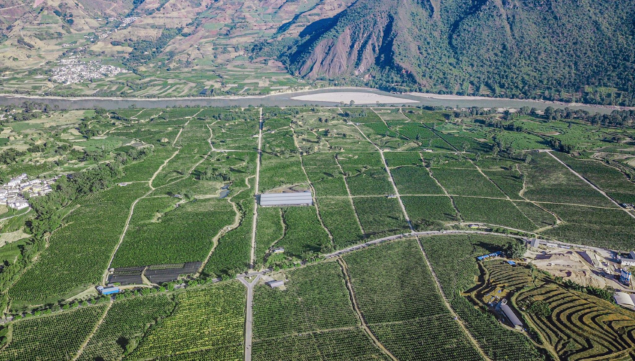 图为：金鑫大农业公司牛油果、柑橘种植基地（金鑫大农业公司供图）