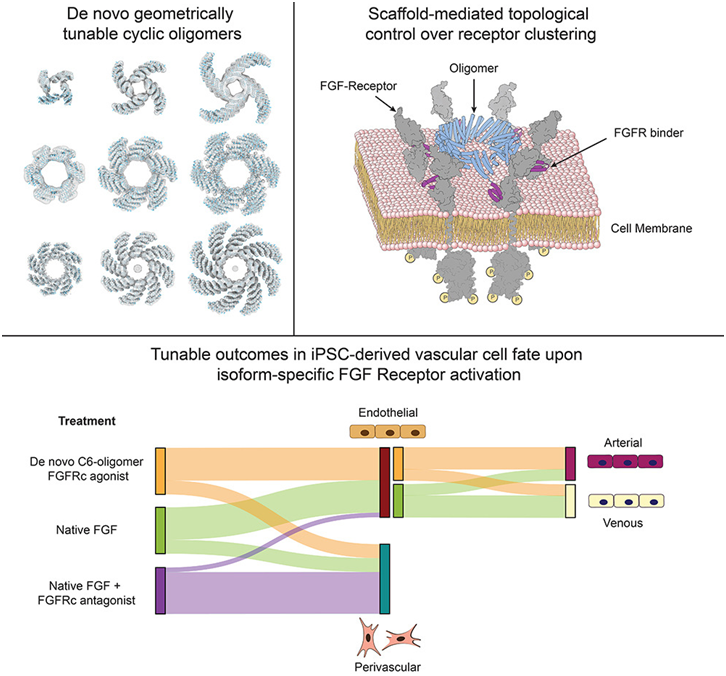 图片来自Cell, 2024, doi:10.1016/j.cell.2024.05.025