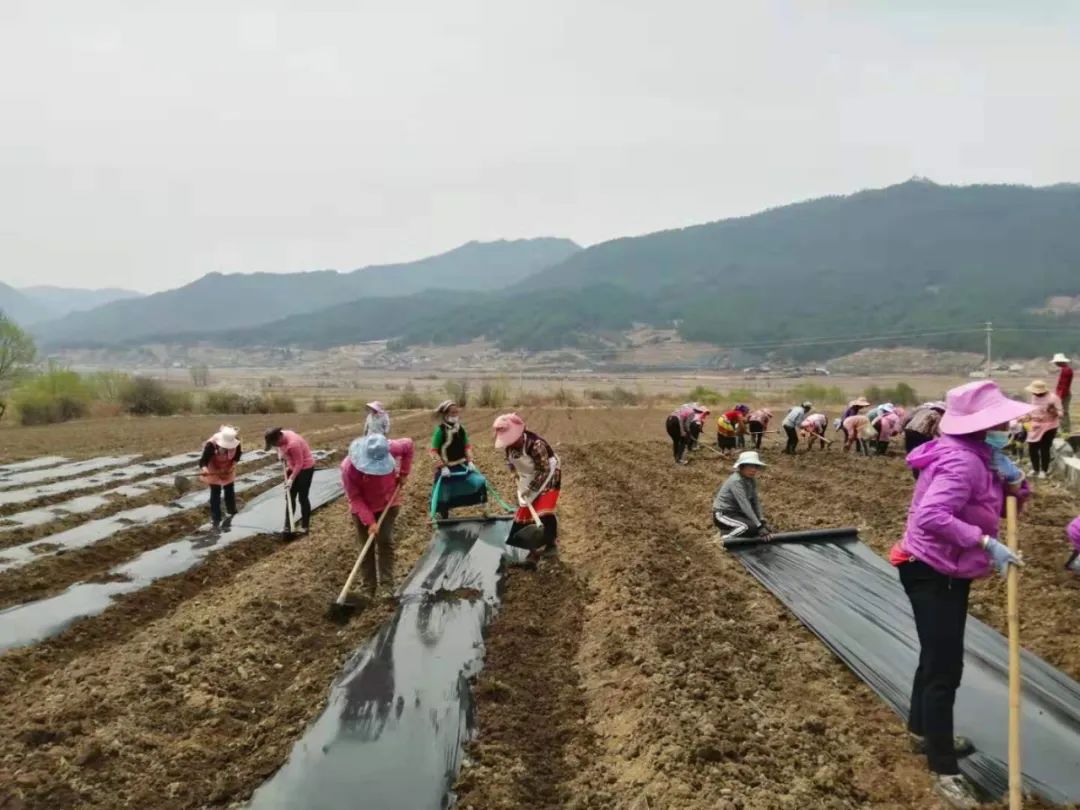 图2 中药材推广种植带动当地劳动力务工