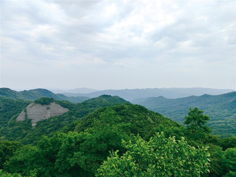 咸阳市旬邑县郁郁葱葱的树林(7月15日摄).