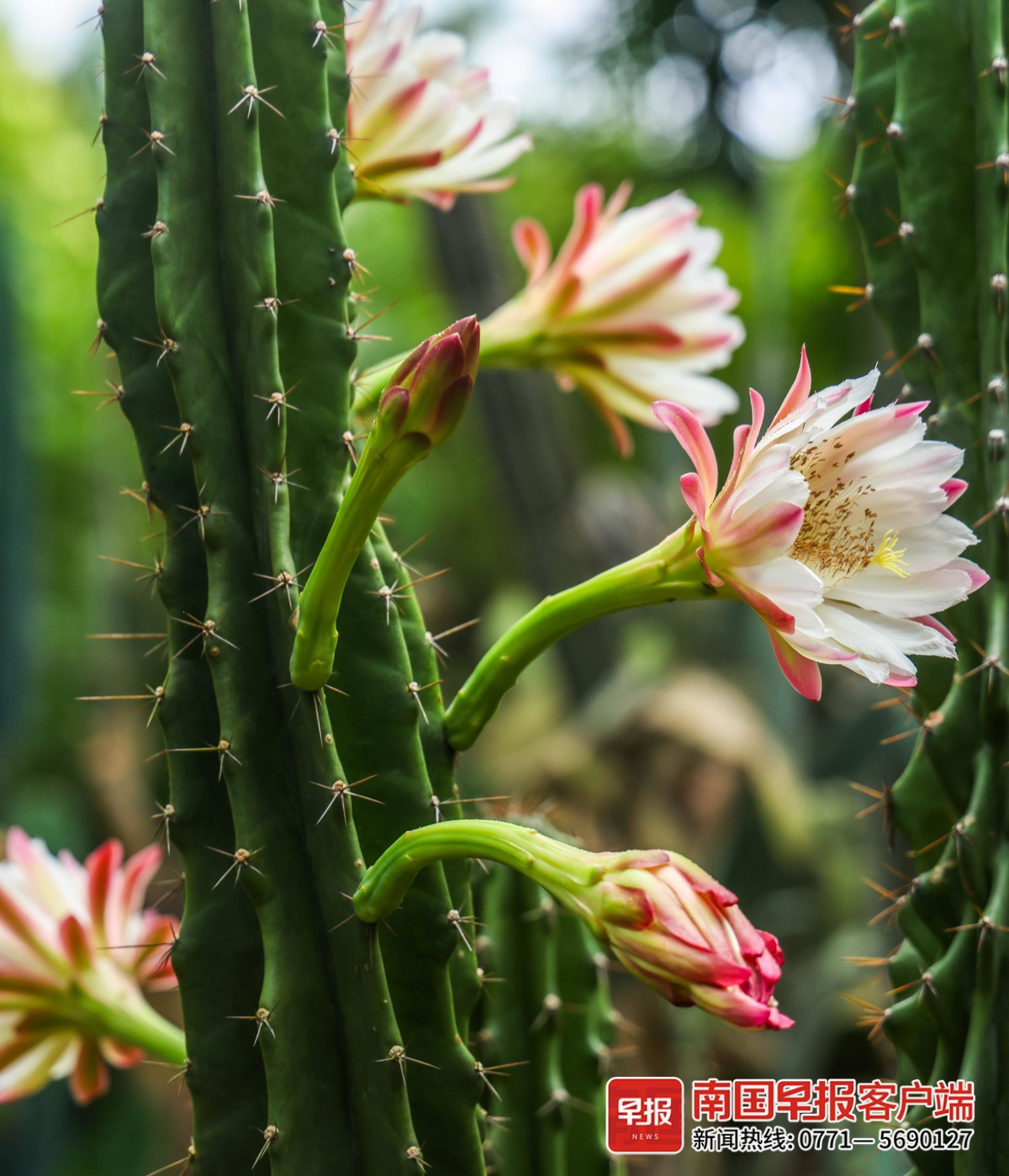 秘鲁天轮柱开花,被誉为仙人掌界的"白月光".