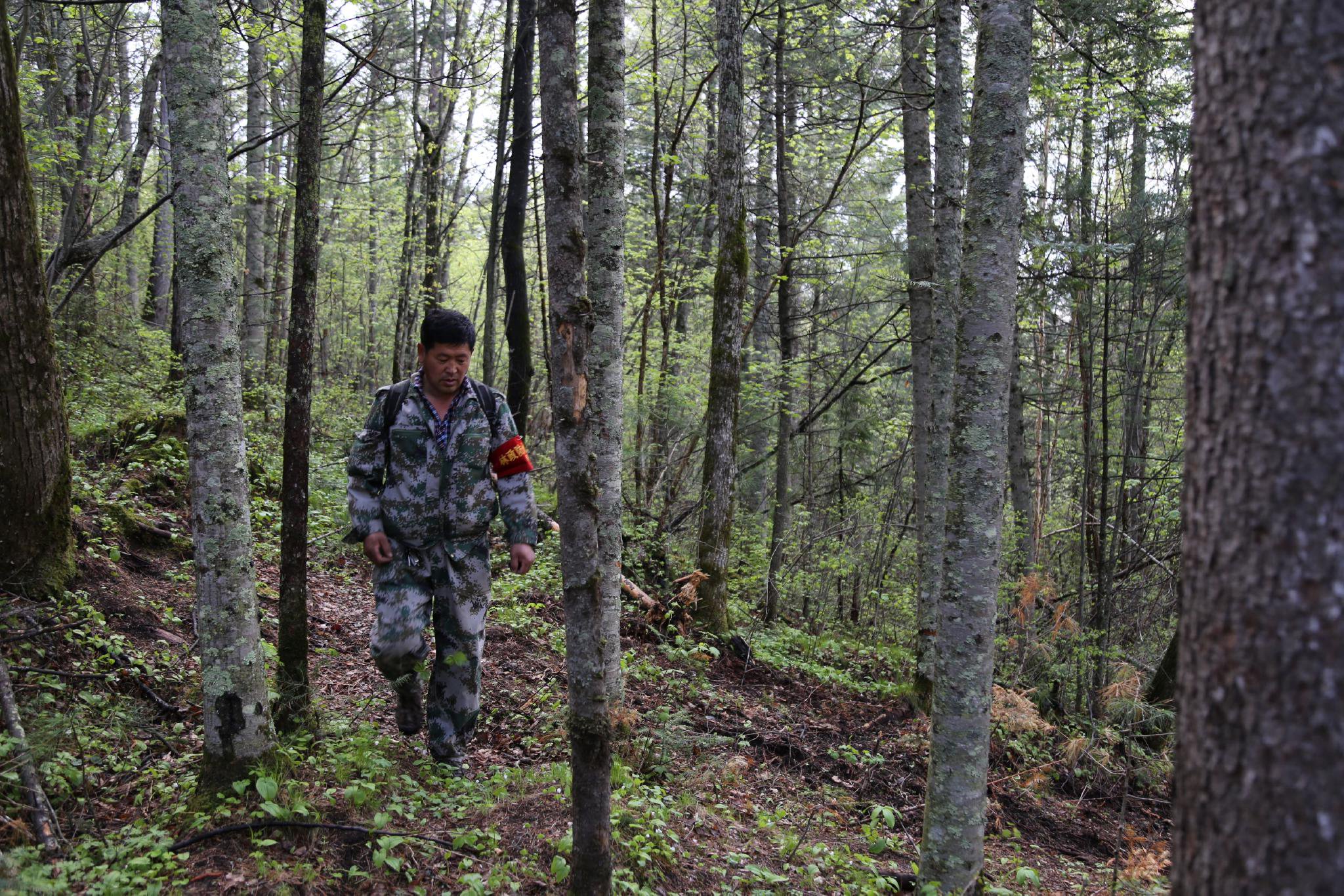 穆棱林区:做实"林长制" 增厚"绿色家底"