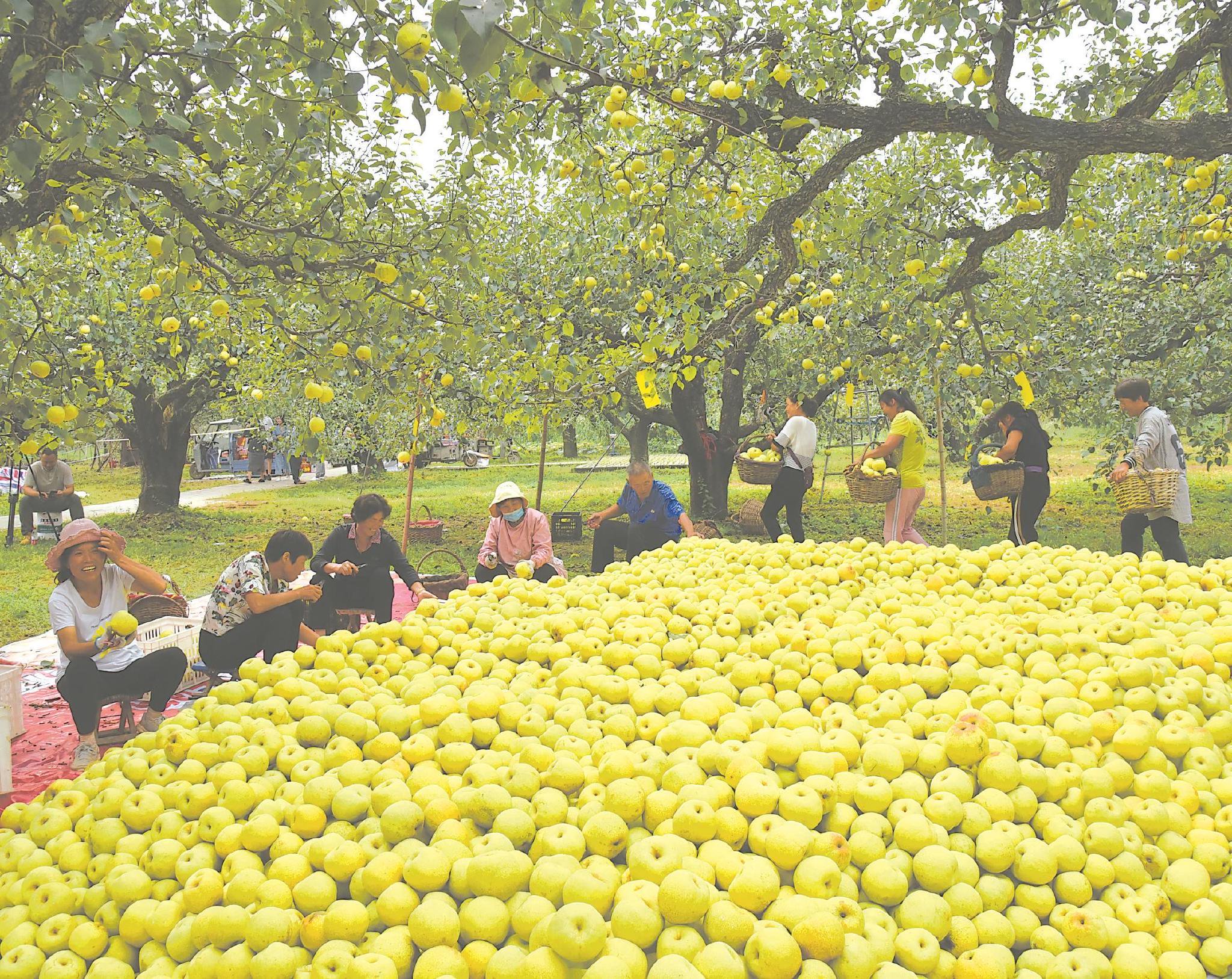 砀山果农们整理收获的酥梨.(资料图片) 本报通讯员 李艳龙 摄