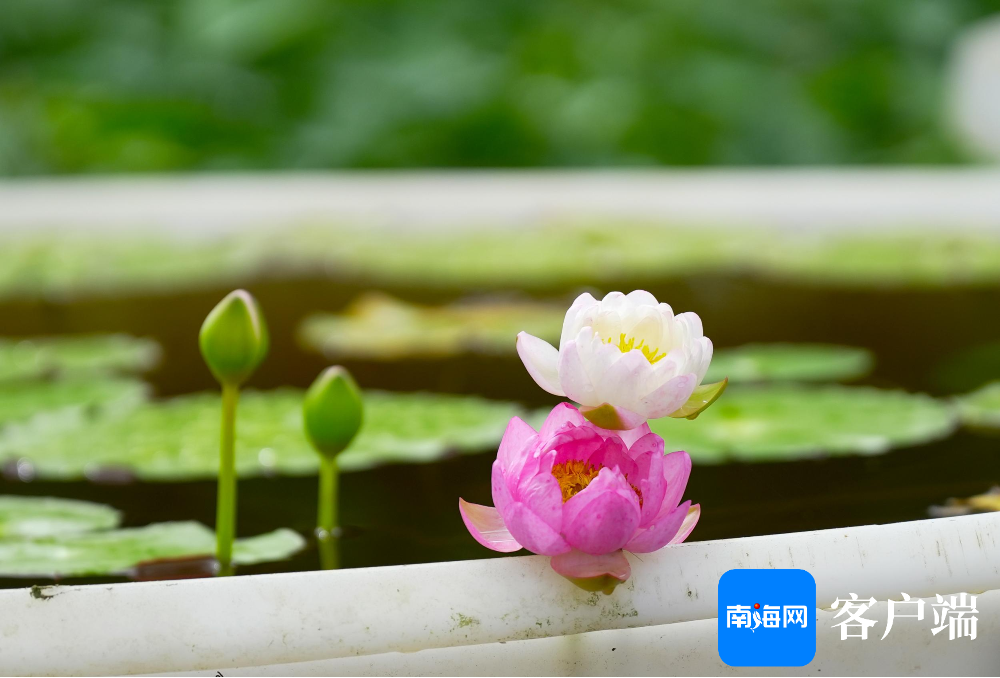 热带睡莲育种创新及高效栽培试验基地五颜六色睡莲争艳绽放