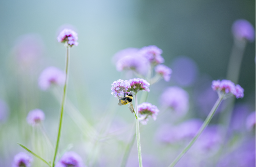 延庆四季花海进入盛花期