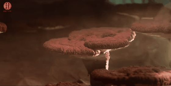 ▲灵芝弹射孢子粉