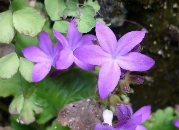 △華南國家植物園科研人員在野外找到的報春苣苔