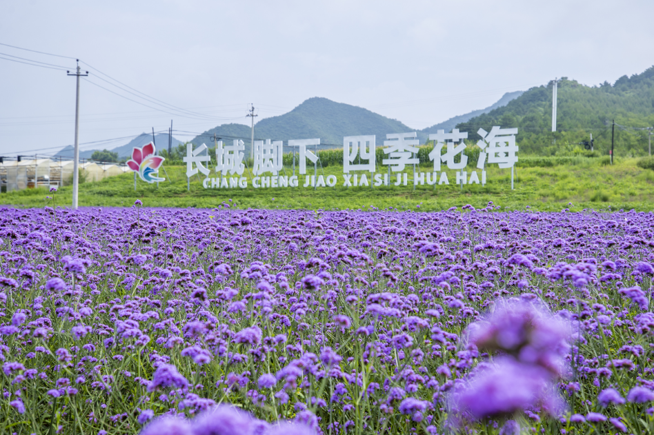 延庆四季花海进入盛花期