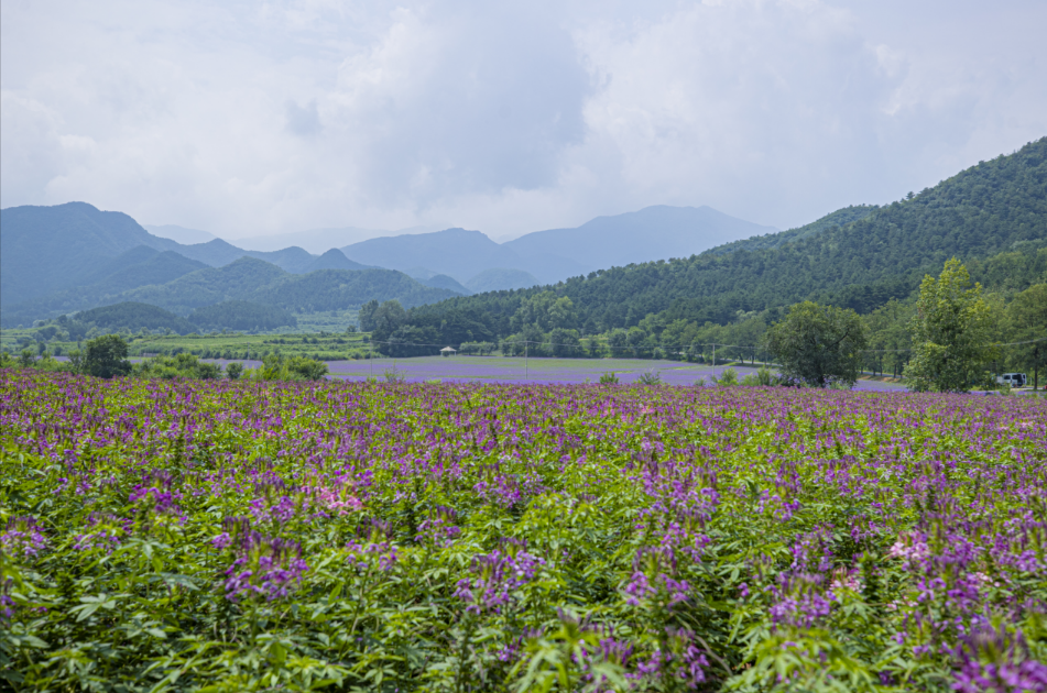 延庆四季花海进入盛花期