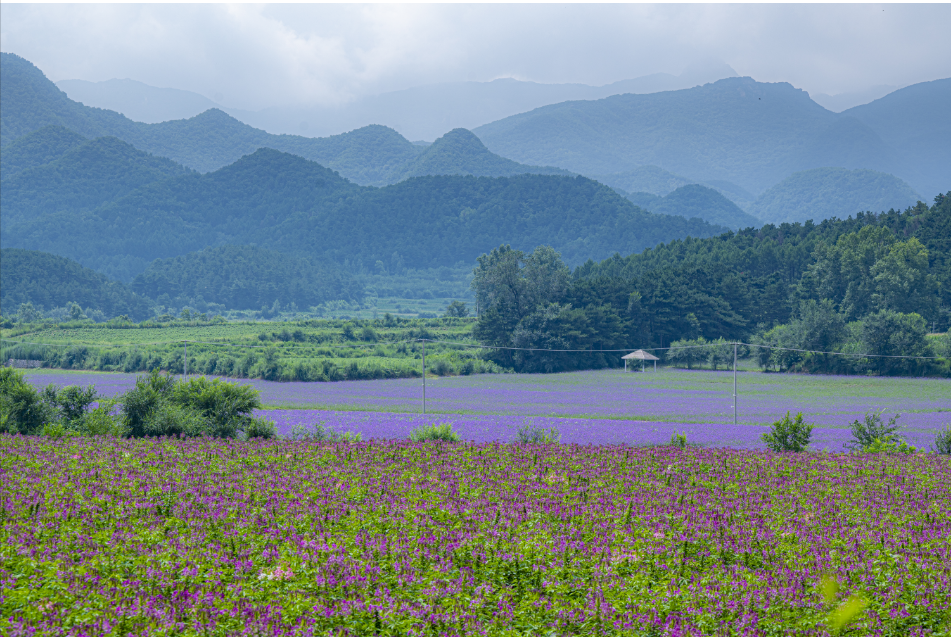延庆四季花海进入盛花期